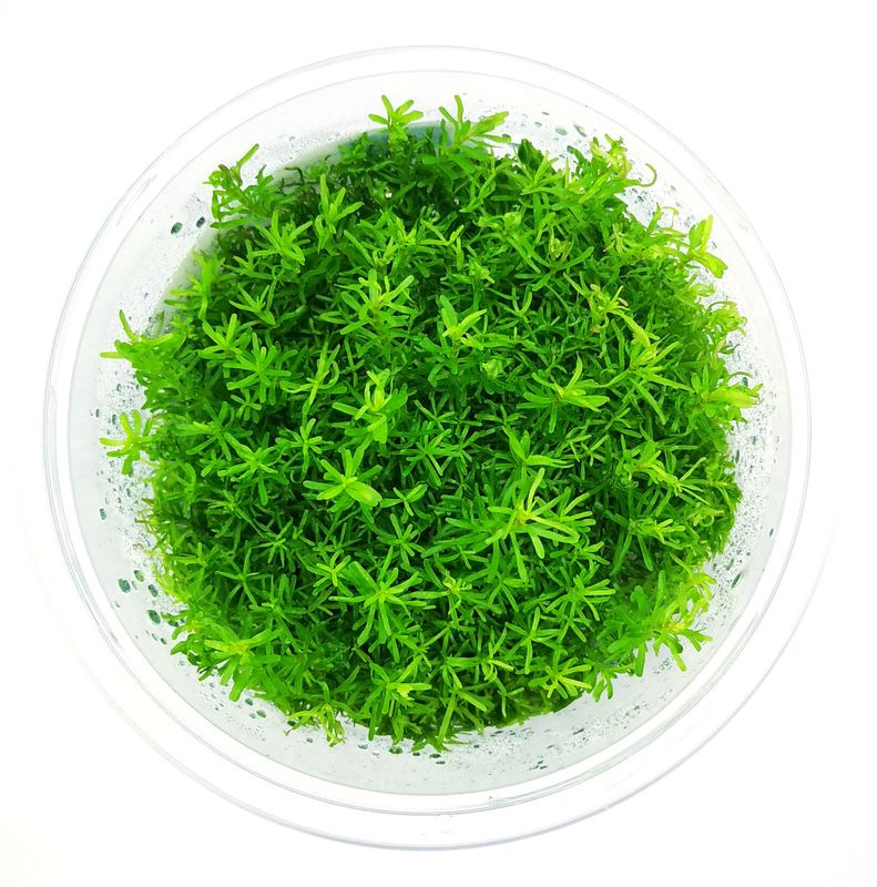 Rotala Nanjenash Invitro