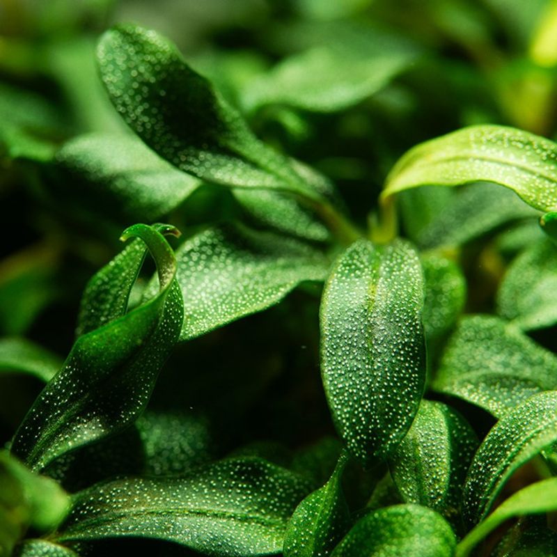 Bucephalandra sp Needle Leaf  1-2 Grow