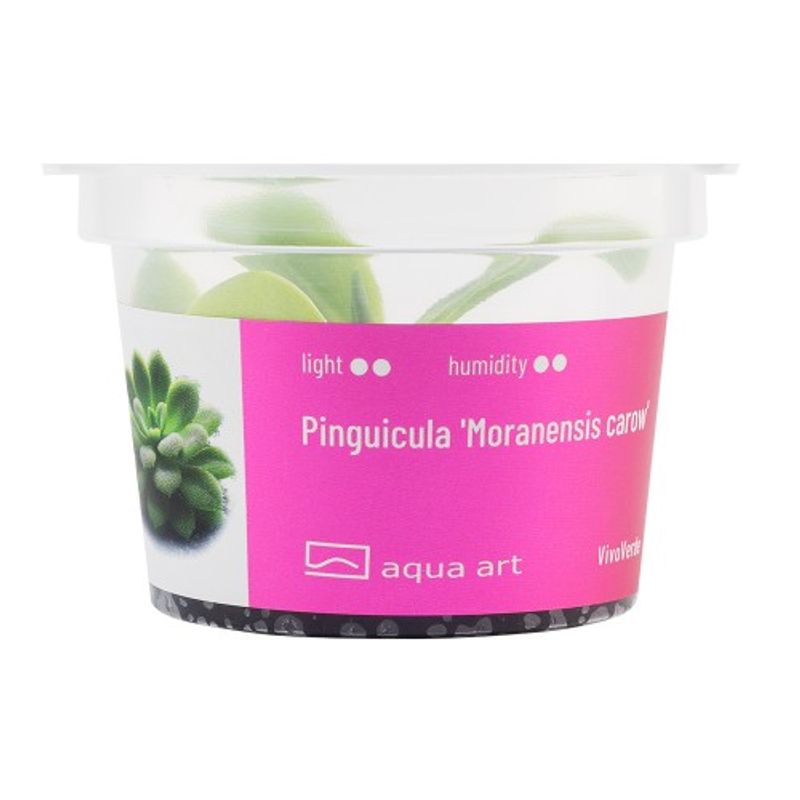Aqua-Art Invitro Pinguicula 'Moranensis carow'