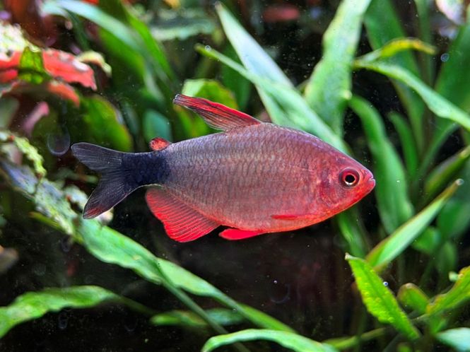 Hovedbilde Hyphessobrycon peugeoti
