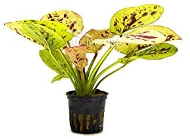 Hovedbilde Echinodorus Yellow Sun Akvarieplante