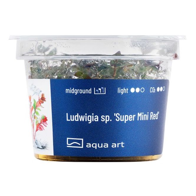 Hovedbilde Aqua-Art Invitro Ludwigia sp.'Super Mini Red'
