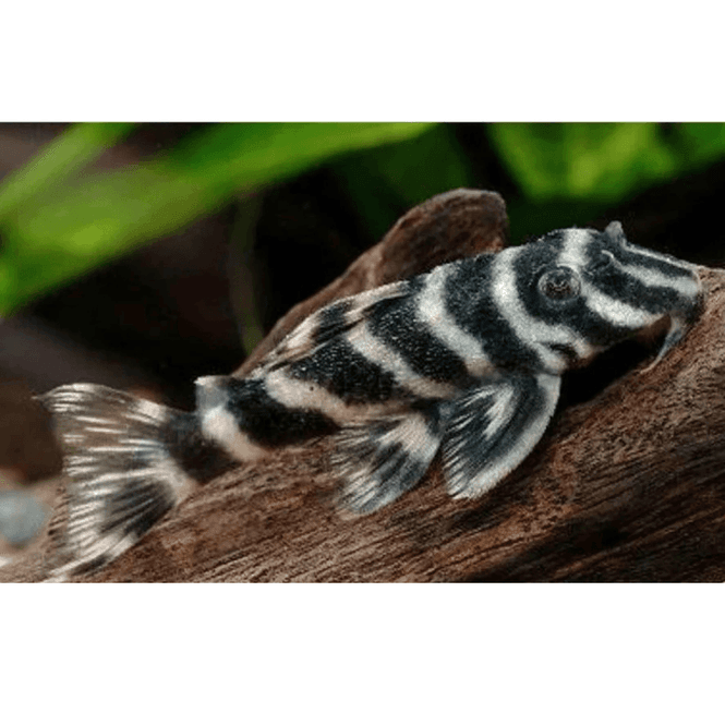 Hovedbilde Hypancistrus Furunuclus L-199