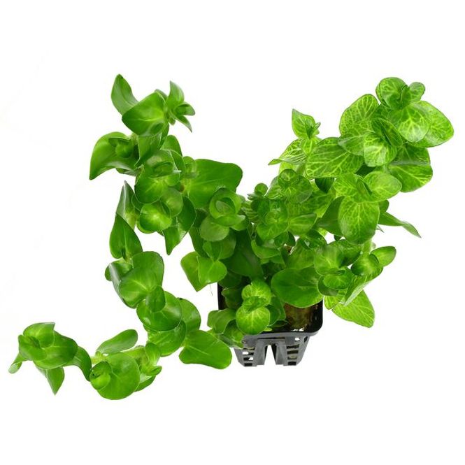 Hovedbilde Bacopa lanigera (white/green)