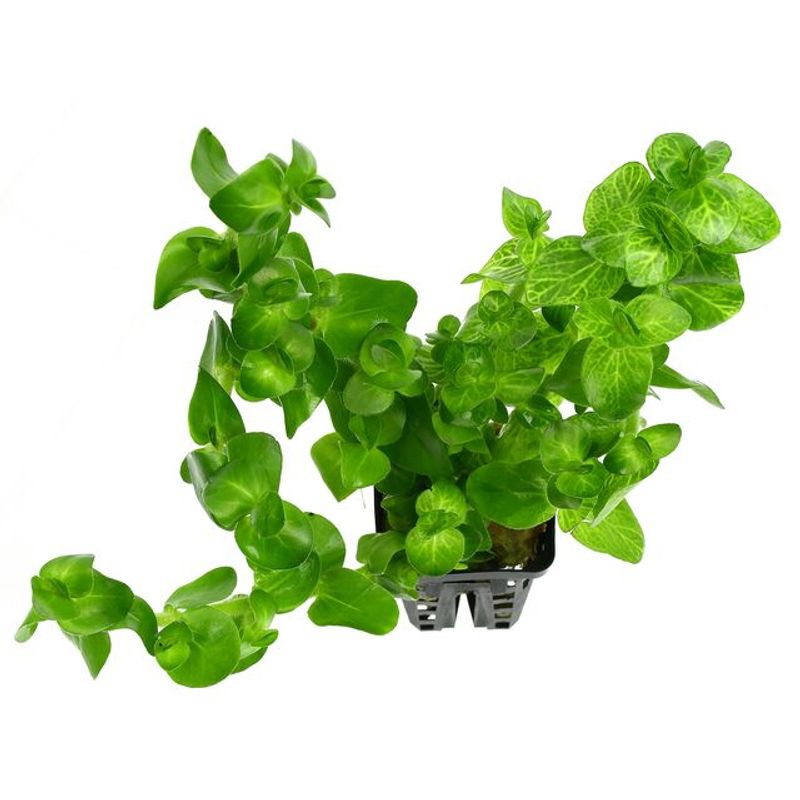 Bacopa lanigera (white/green)