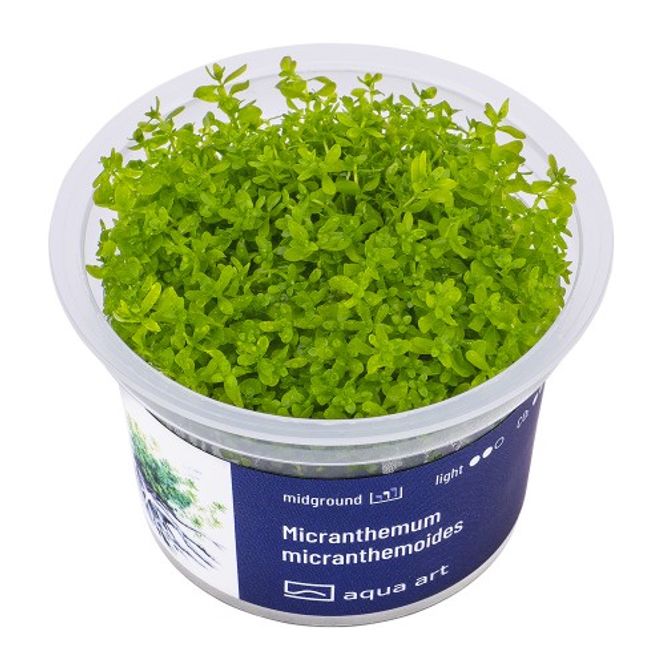 Hovedbilde Aqua-Art Invitro Micranthemum micranthemoides