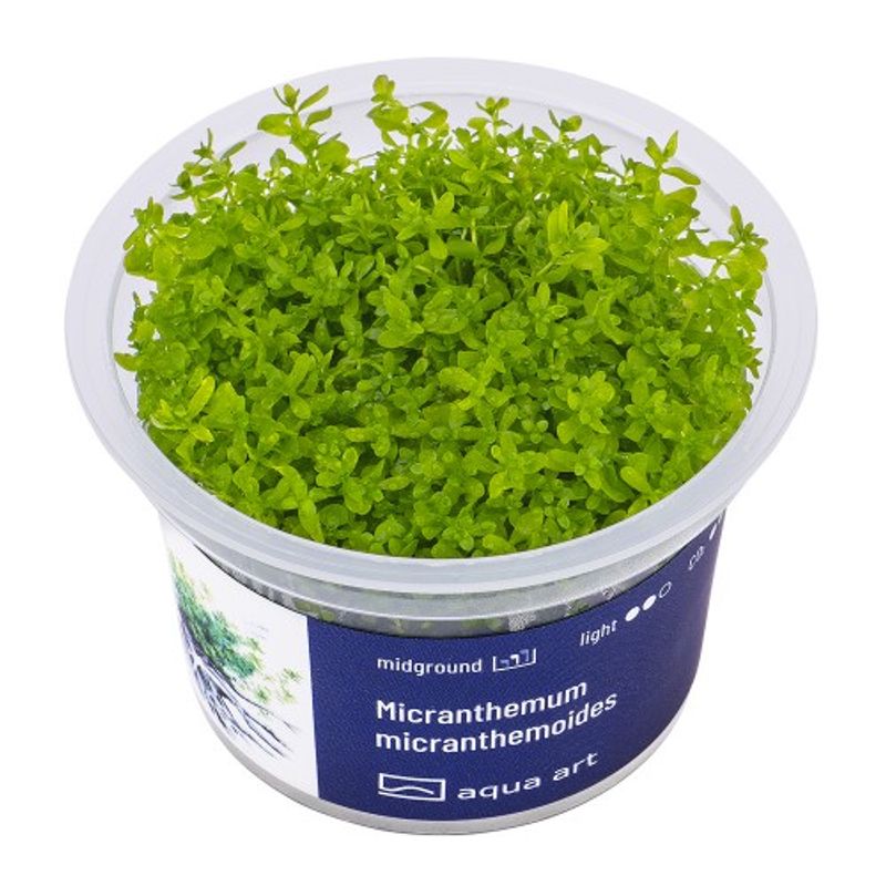 Aqua-Art Invitro Micranthemum micranthemoides