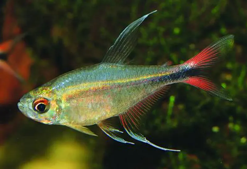 Hemigrammus Filamentosus 