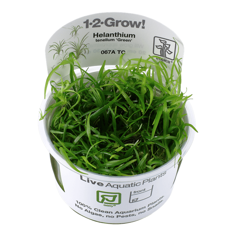 Helanthium tenellum 'Green' 1-2 Grow