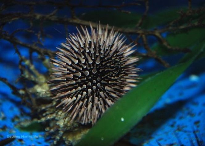 Hovedbilde Echinometra mathaei (Premium color)