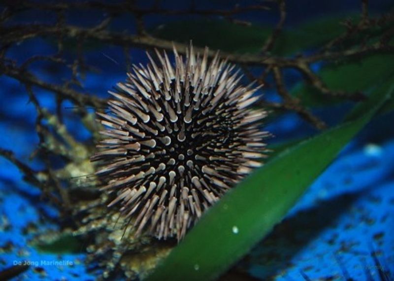 Echinometra mathaei (Premium color)