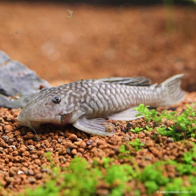 Hovedbilde PARANCISTRUS AURANTIACUS VF 5-7CM