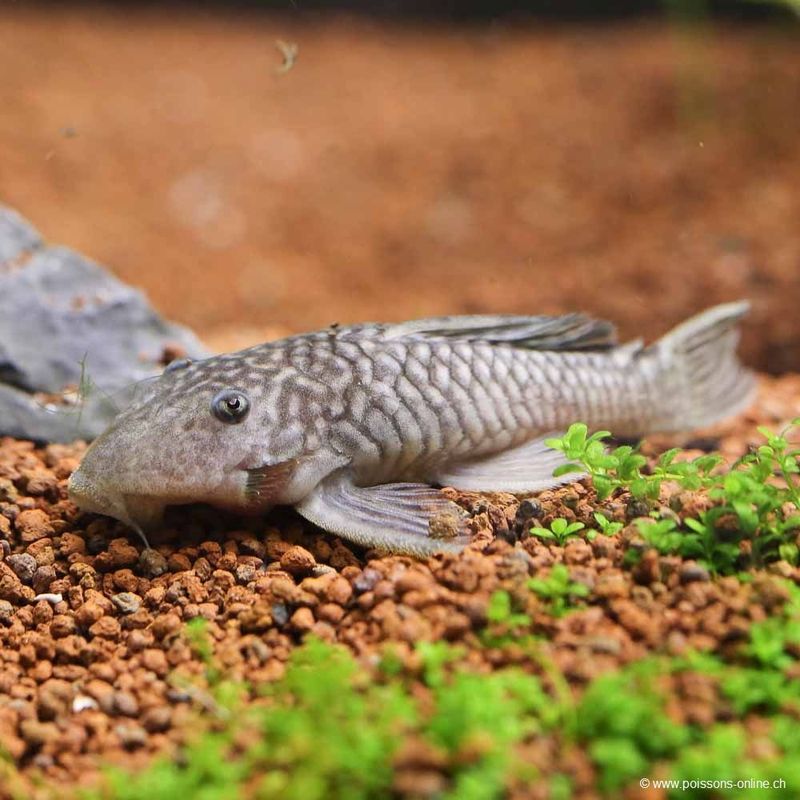 PARANCISTRUS AURANTIACUS VF 5-7CM