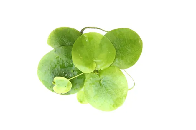 Hovedbilde Limnobium Spongia XL (flyteplante)