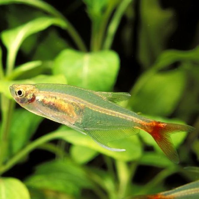 Hovedbilde Prionobrama filigera Rødfinnet glasstetra 