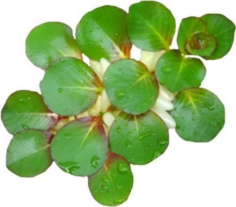 Ludwigia helminthorrhiza (flyteplante)
