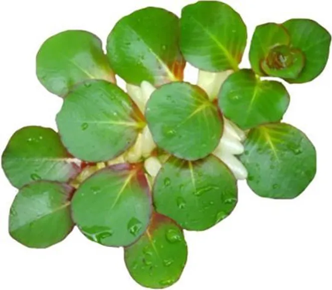 Hovedbilde Ludwigia helminthorrhiza (flyteplante)