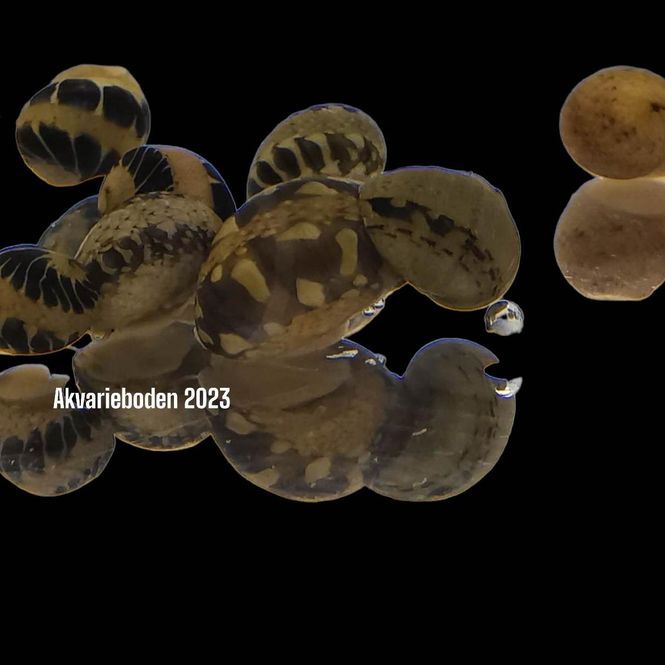 Hovedbilde Nerita polita 