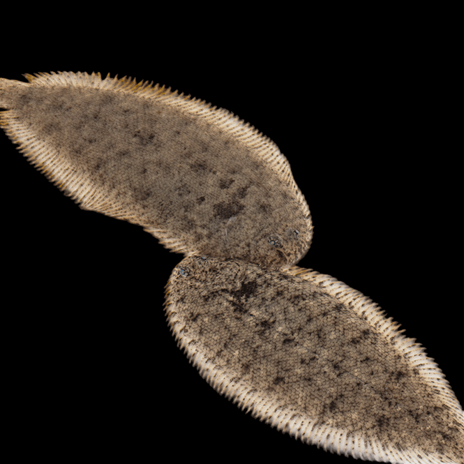 Hovedbilde Papuan Ferskvanns Flyndre Brachirus villosus