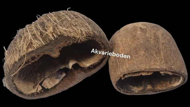 Hovedbilde Palm Pods