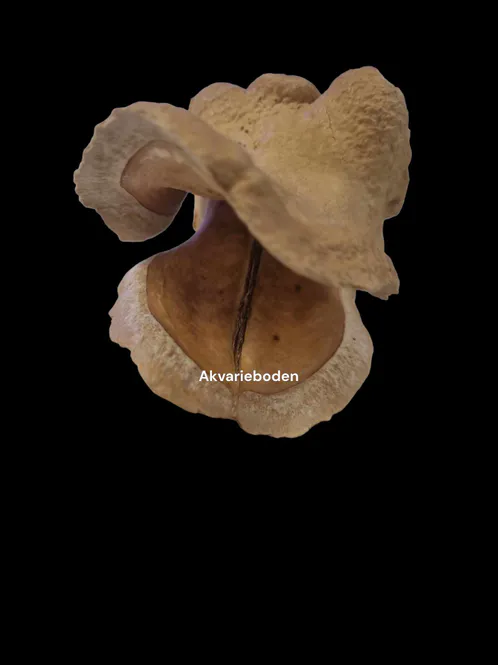 Hovedbilde Frogmouth Pod  Mini - Shrimp Cave