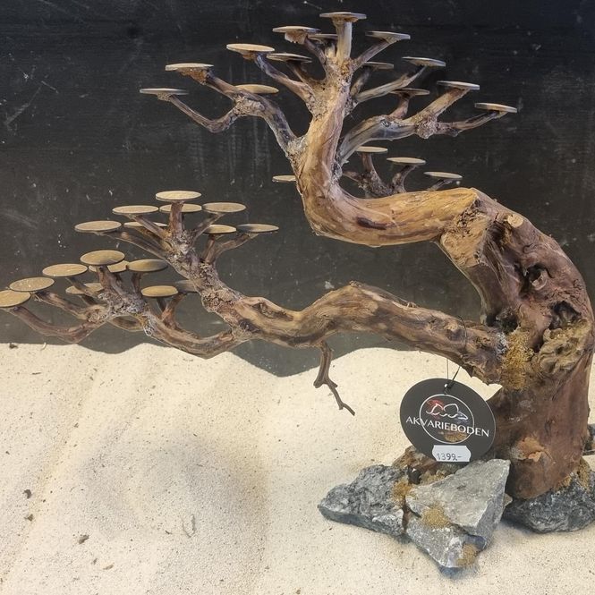 Hovedbilde BONSAI RASAMALA  XXLarge 