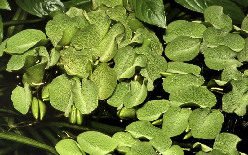 Salvinia auriculata - 1-2 Grow!