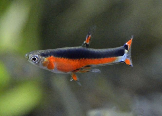 Hovedbilde Santa Maria Endlers Guppy Par
