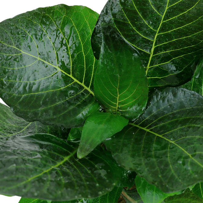 Hovedbilde Nomaphila 