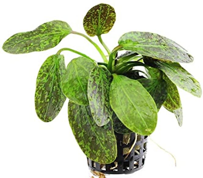 Hovedbilde Echinodorus Green Flame