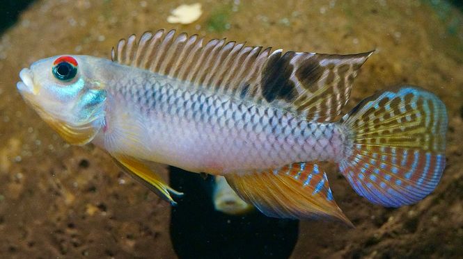 Hovedbilde Nanochromis Splendens ( super sjelden)