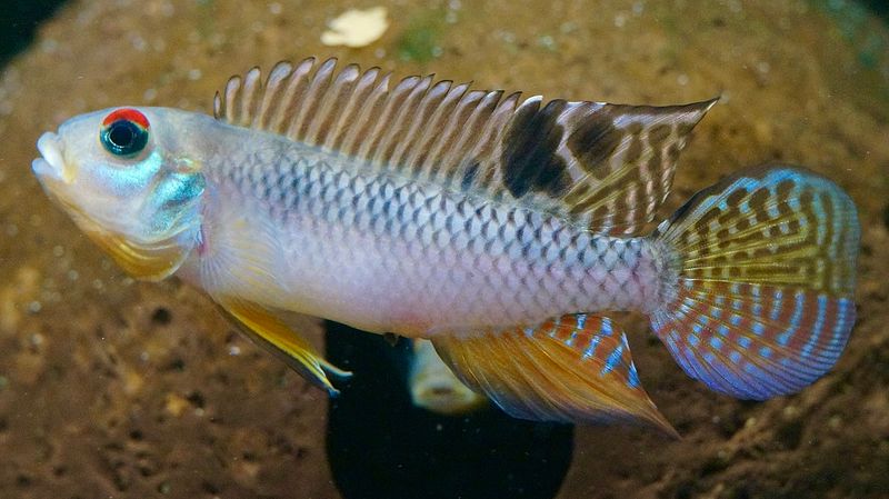 Nanochromis Splendens ( super sjelden)
