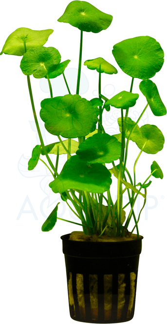 Hovedbilde Hydrocotyle verticillata / Vulgaris 