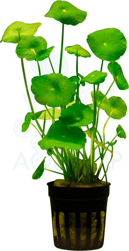 Hydrocotyle verticillata / Vulgaris 