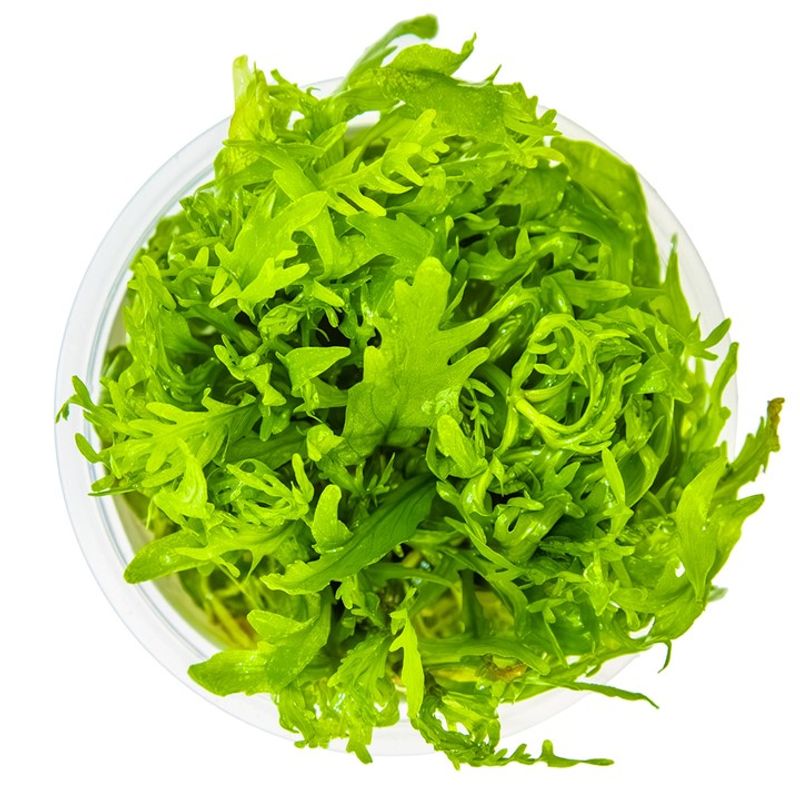 Hygrophila odora 1-2 Grow Invitro