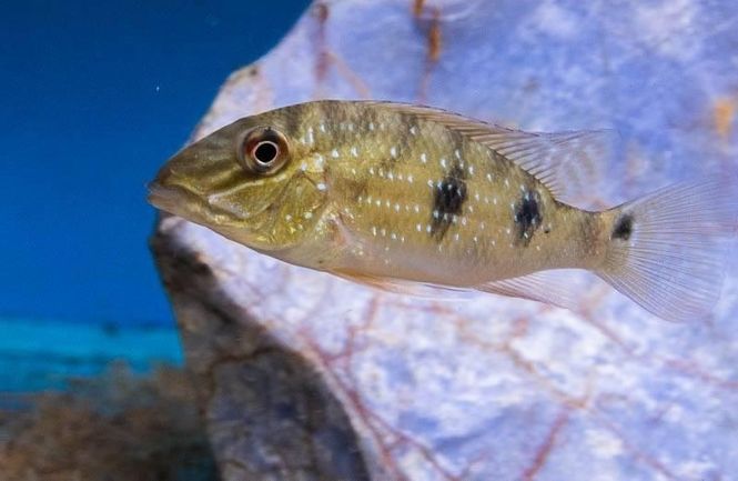 Hovedbilde Satanoperca Daemon VF 