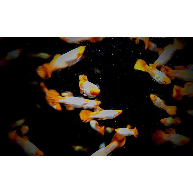 Guppy Golden Koi Hanner 3-4,5cm
