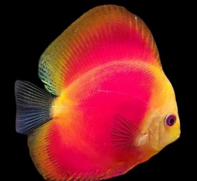 Hovedbilde Super Red Melon Discus 12-14cm 