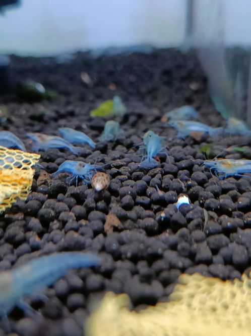 Hovedbilde Neocaridina Blue Jelly 