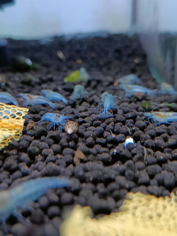 Neocaridina Blue Jelly 