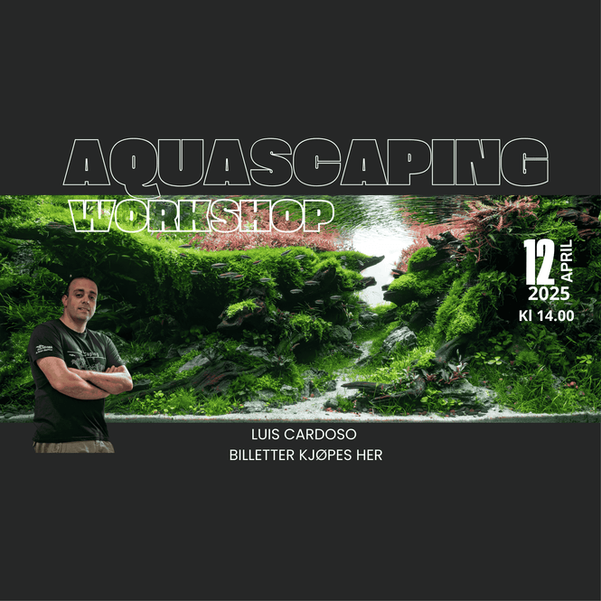 Hovedbilde Workshop  Luis Cardoso 12 april 2025 