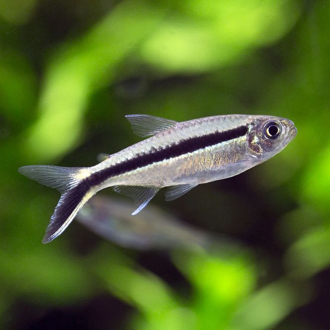 Hovedbilde Vinkel Tetra XL