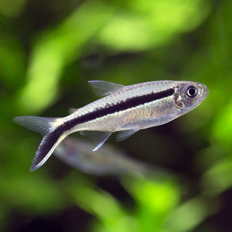 Vinkel Tetra XL
