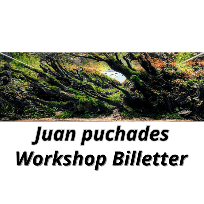 Hovedbilde Workshop Juan Puchades  27 April 2024