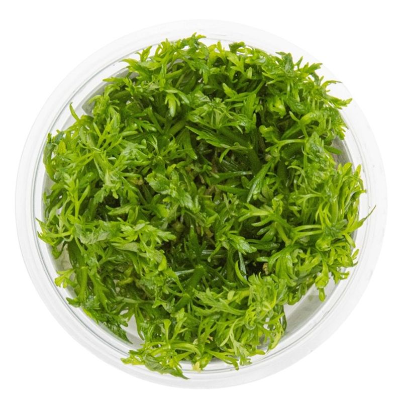 Limnophila aquatica 1-2 Grow Invitro