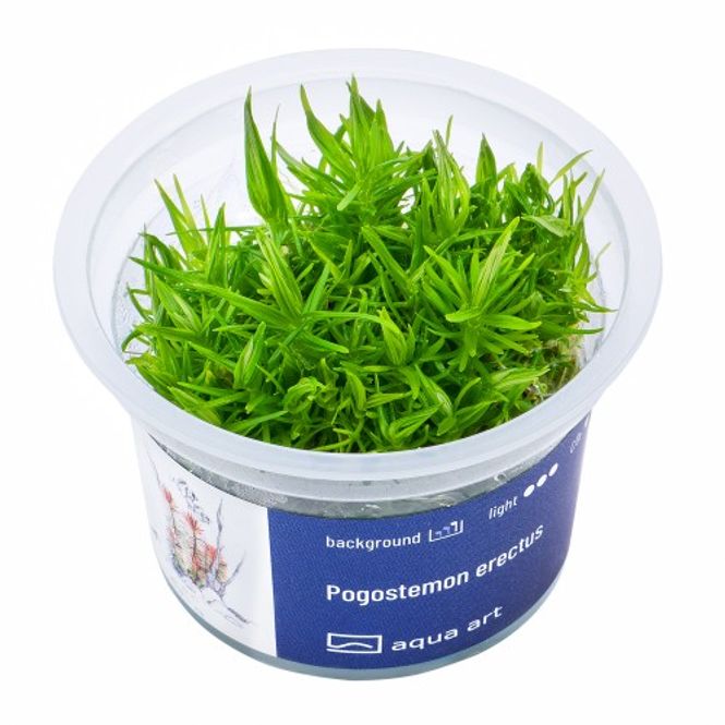 Hovedbilde Aqua-Art Invitro Pogostemon erectus