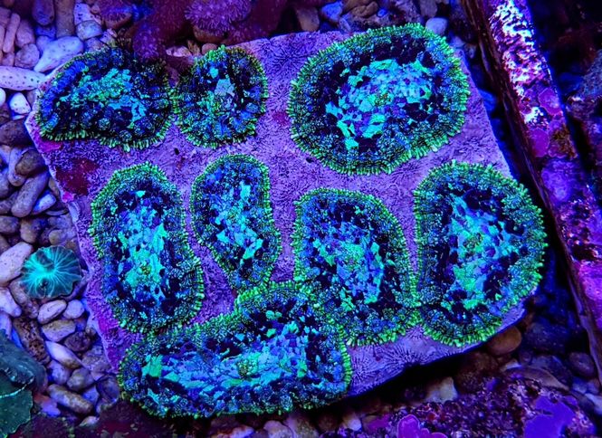 Hovedbilde Rhodactis inchoata Grade A