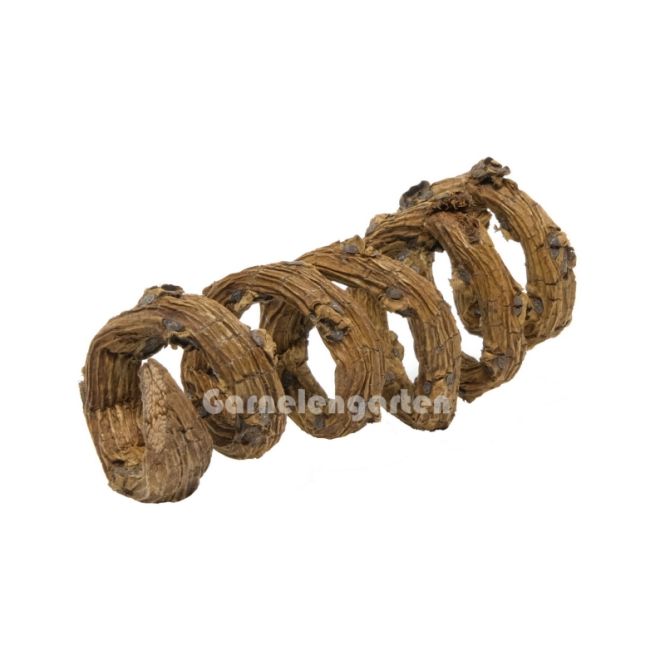 Hovedbilde Palm blossom curls 1pk