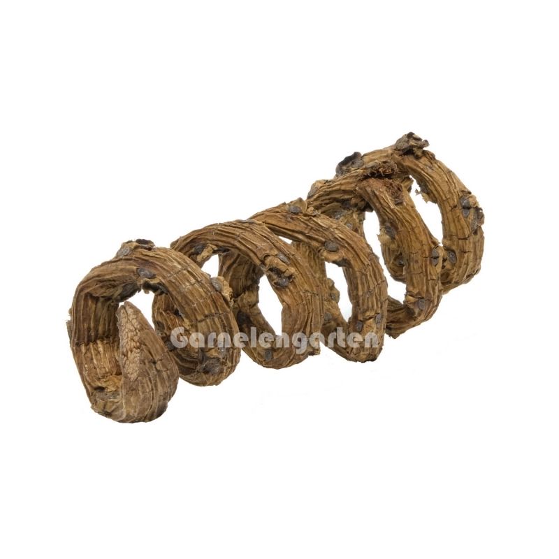 Palm blossom curls 1pk