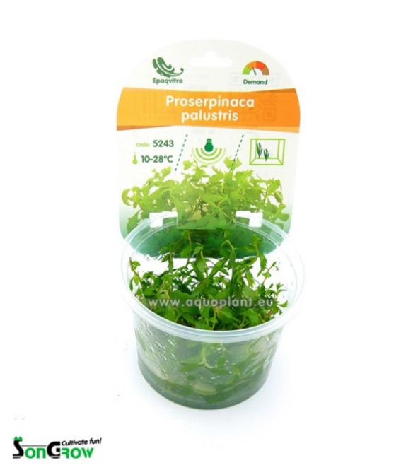 Hovedbilde Proserpinaca palustris Invitro Sungrow